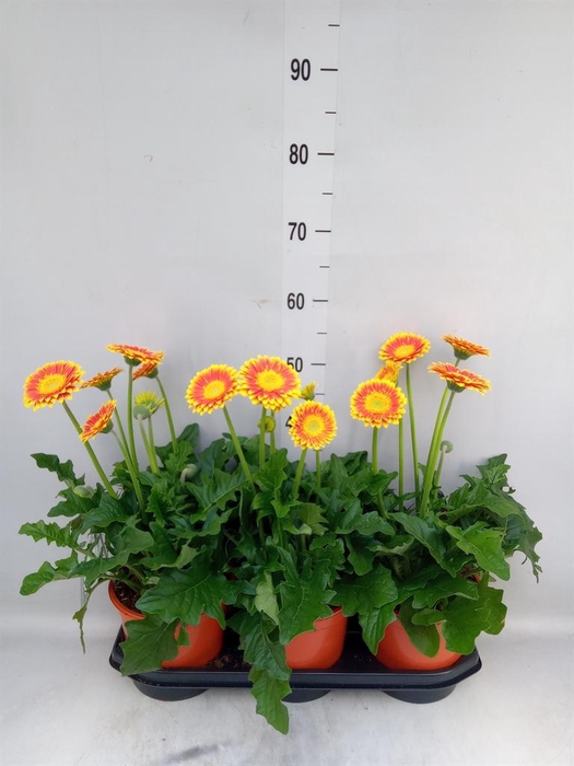 <h4>Gerbera  'Garvinea Sweet Blaze'</h4>