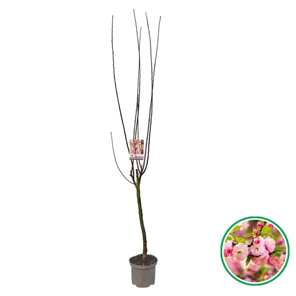 <h4>Prunus triloba C5 (23cm.)</h4>