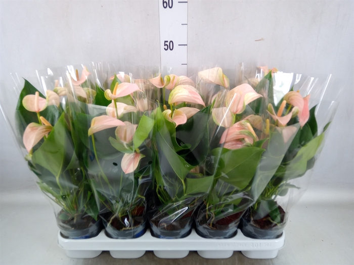 Anthurium andr. 'Joli Peach'