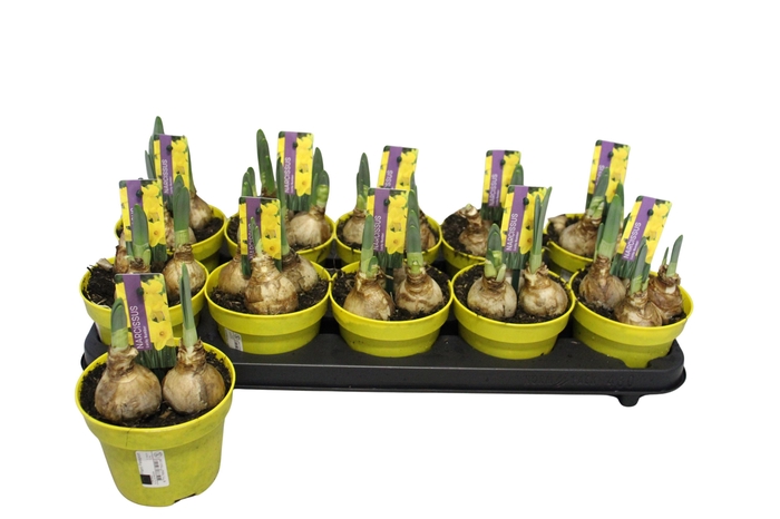 <h4>NARC T LUCKY NUMBER</h4>