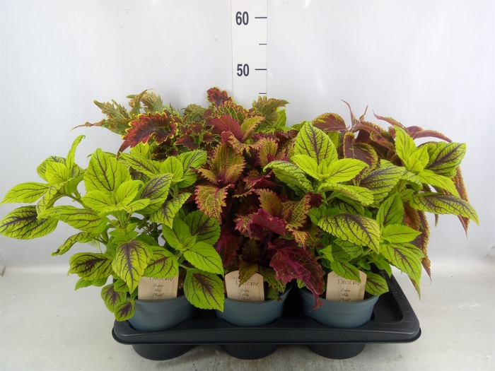 Plectranthus col.   ...mix