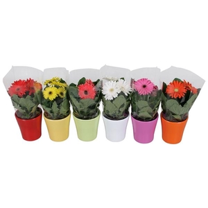Gerbera gemengd