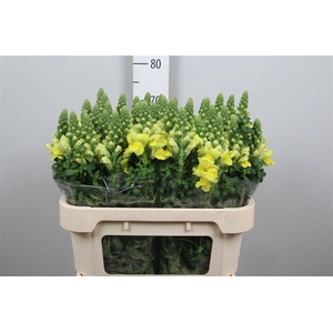 Antir Legend Dou Yel