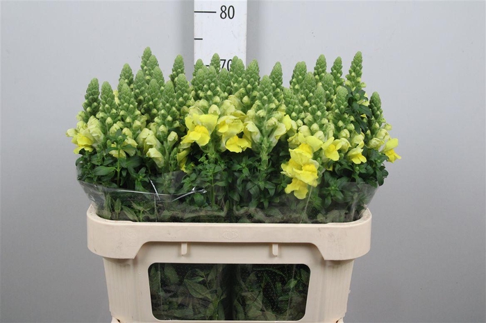 <h4>Antir Legend Dou Yel</h4>