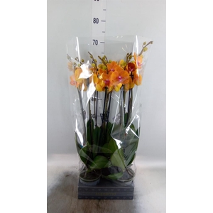 Phalaenopsis  'Ant Bologna'
