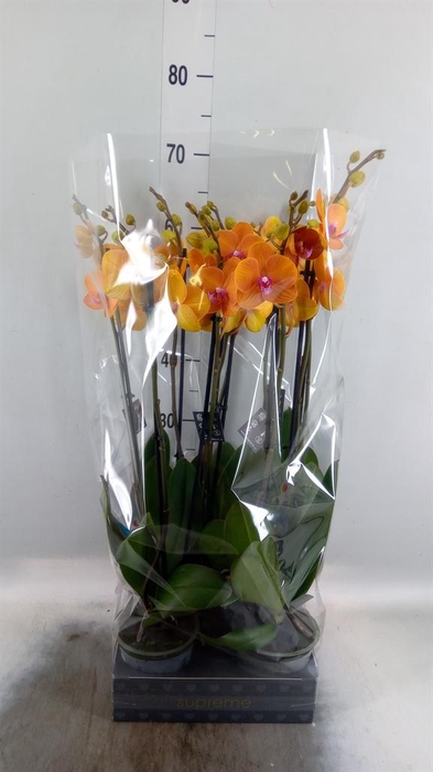 <h4>Phalaenopsis  'Ant Bologna'</h4>