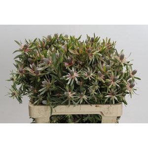 Leucadendron Ayoba Star Pearl