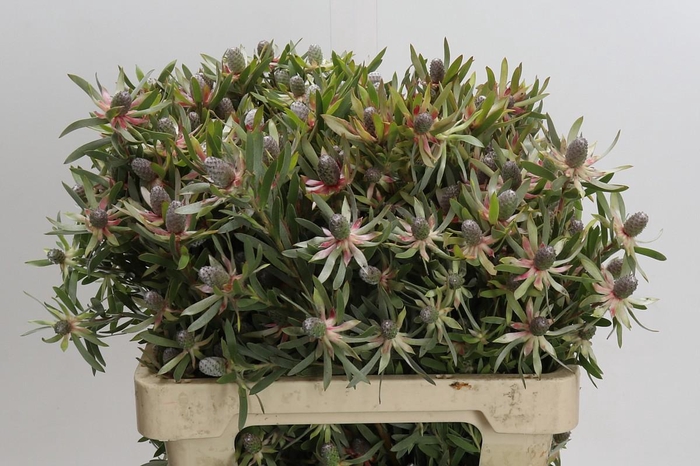 <h4>Leucadendron Ayoba Star Pearl</h4>