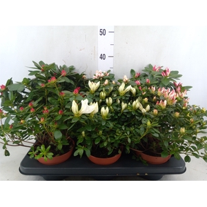 Rhododendron SI   ...mix