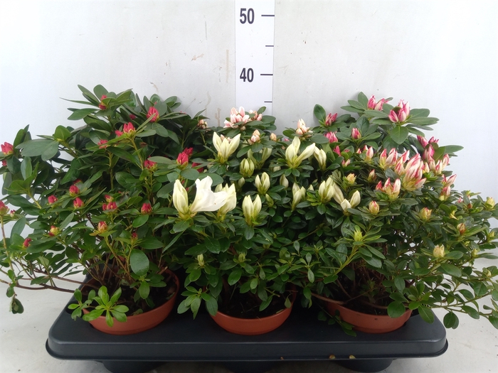 <h4>Rhododendron SI   ...mix</h4>