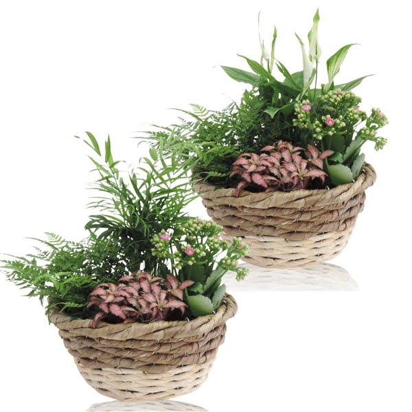 <h4>Collectie Lenn Arrangement in Mand 25 cm</h4>