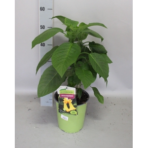 Brugmansia Yellow