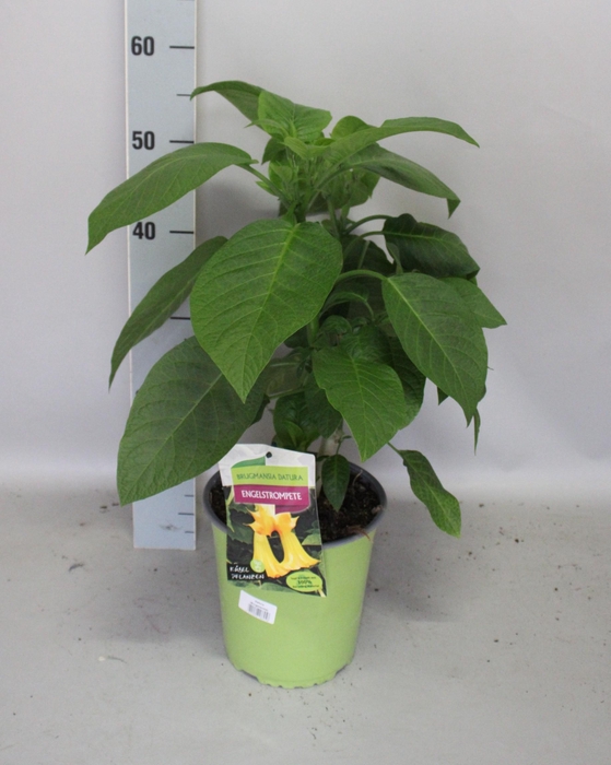 <h4>Brugmansia Yellow</h4>