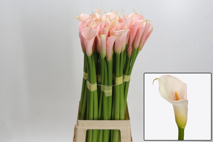 <h4>ZANT AE EYD SALMON</h4>