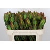 Leucadendron Laurel Yellow Spray