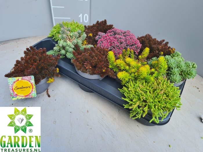 SEDUM GEM