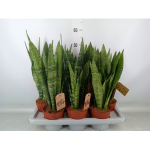 Sansevieria zeylanica