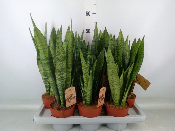 <h4>Sansevieria zeylanica</h4>