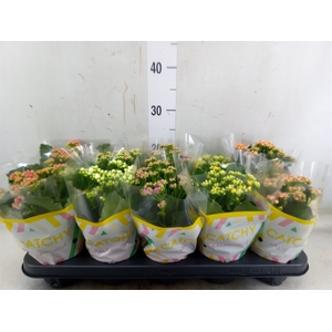 Kalanchoe blos.   ..rosebud mix  5