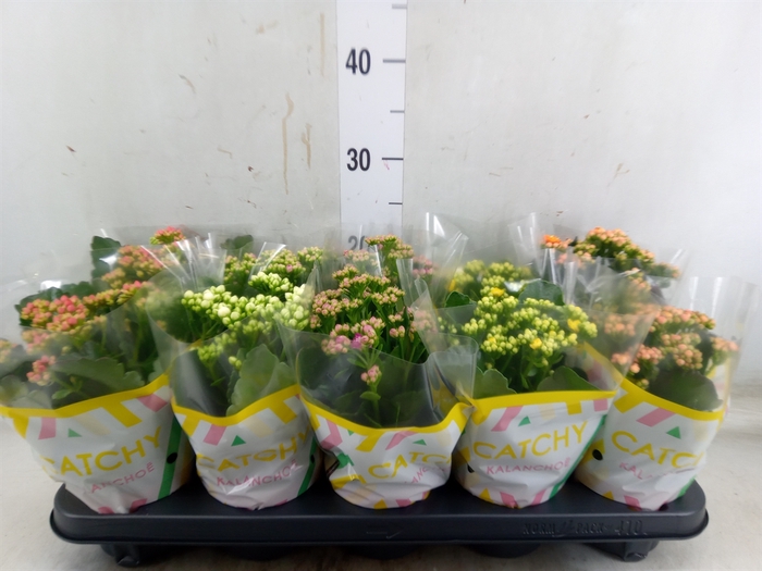 <h4>Kalanchoe blos.   ..rosebud mix  5</h4>