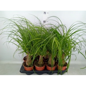 Beaucarnea recurvata