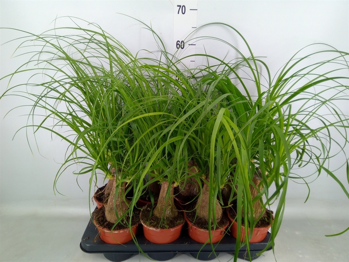 <h4>Beaucarnea recurvata</h4>