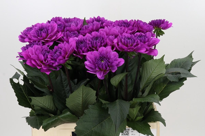 <h4>Dahlia Karma Lagoon</h4>