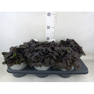 Ajuga  'Feath Friends Noble Night'