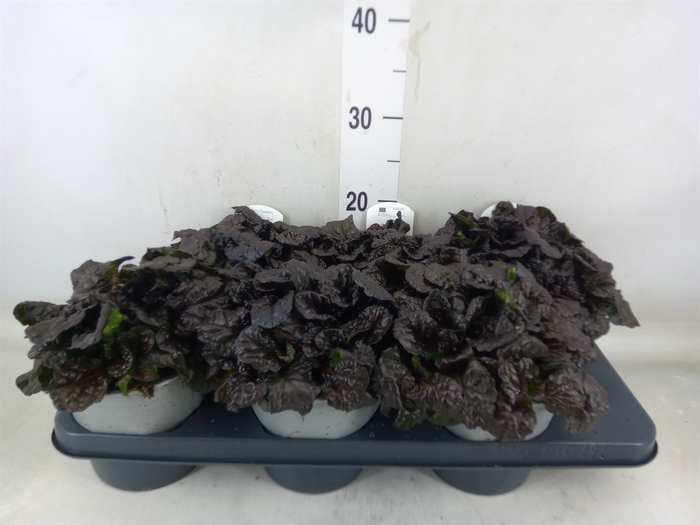 <h4>Ajuga  'Feath Friends Noble Night'</h4>