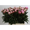 Paeonia Sarah Bernhardt