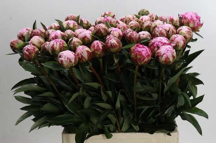 <h4>Paeonia Sarah Bernhardt</h4>