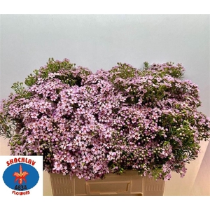 CHAME UN JUPITER SOL