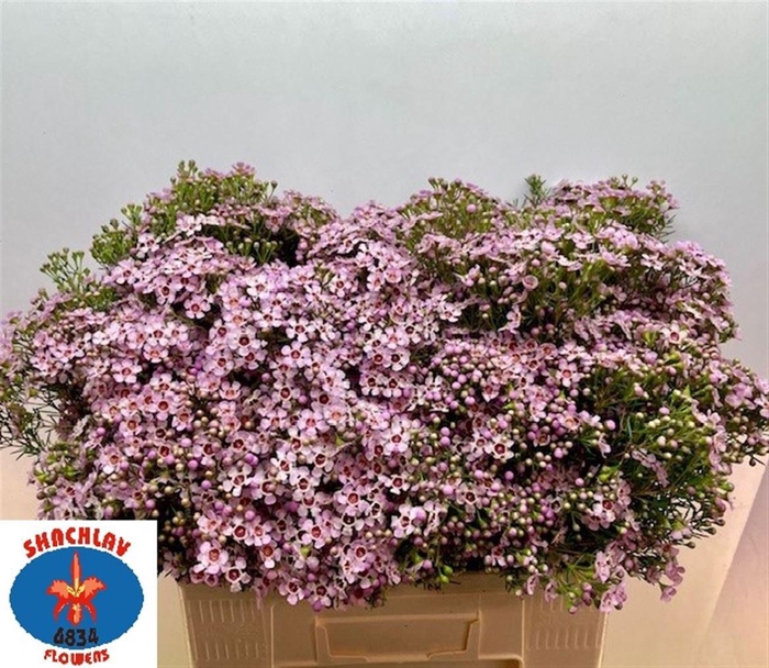 <h4>CHAME UN JUPITER SOL</h4>