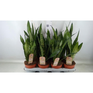 Sansevieria zeylanica