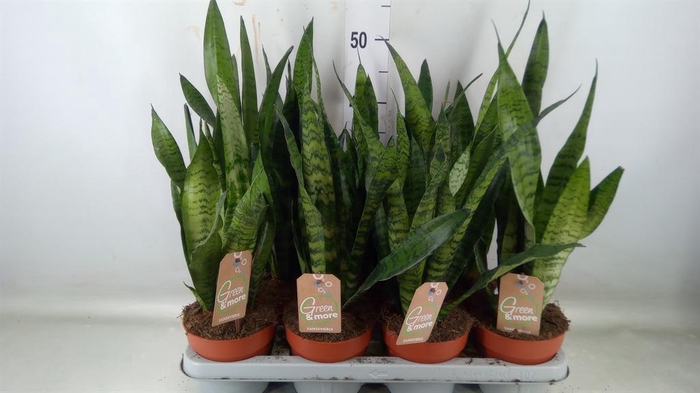 <h4>Sansevieria zeylanica</h4>