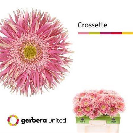 <h4>Ge Gr Spi Crossette</h4>