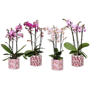 Phal. Multiflora 3-tak mix in keramiek BGC026 Julia keramiek