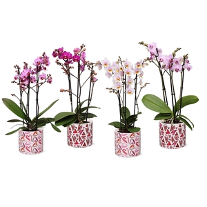 Phal. Multiflora 3-tak mix in keramiek BGC026 Julia keramiek