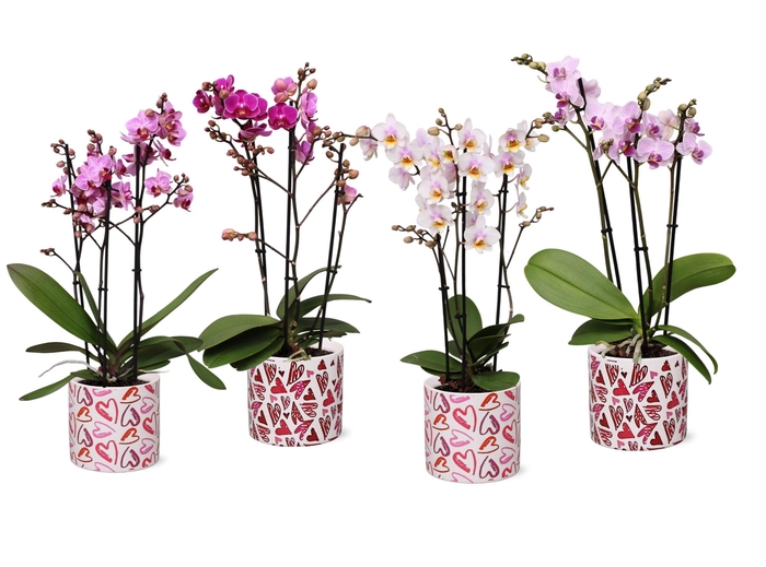 <h4>Phal. Multiflora 3-tak mix in keramiek BGC026 Julia keramiek</h4>