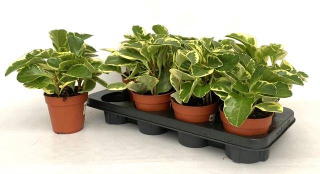 <h4>PEP OBT VARIEGATA</h4>