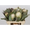 Protea Barbigera Ice Queen Air