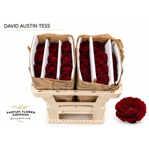 Rosa David Austin Tess