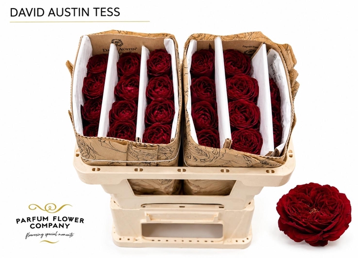 <h4>Rosa David Austin Tess</h4>