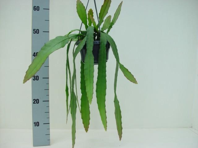 <h4>Epiphyllum ackermanii</h4>