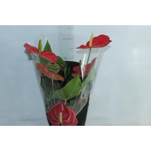 ANTHURIUM OREGON P17 VERMELHO PREMIUM