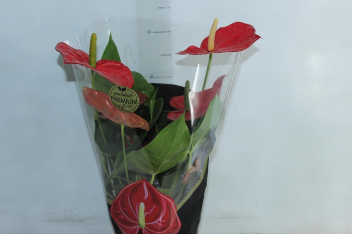 <h4>ANTHURIUM OREGON P17 VERMELHO PREMIUM</h4>