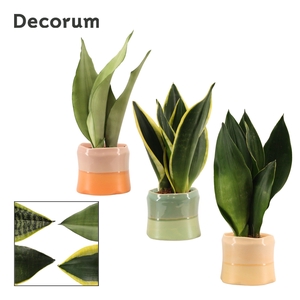 Sansevieria super mix 9 cm in Evita (Craft world-collection)