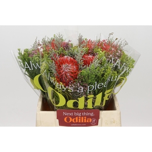 BQ Nutans 3 Flower