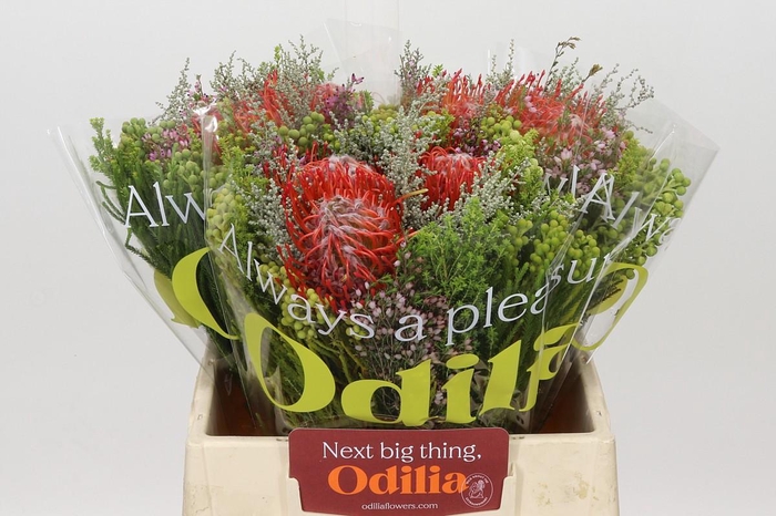 <h4>BQ Nutans 3 Flower</h4>