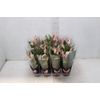 ANTHURIUM LILLI P09 PREMIUM